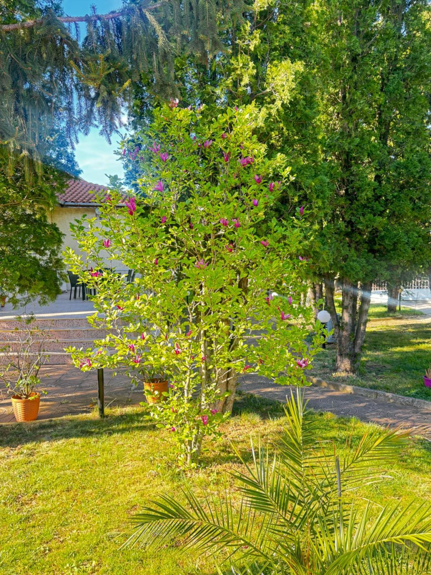Motel International Berkovitsa Extérieur photo